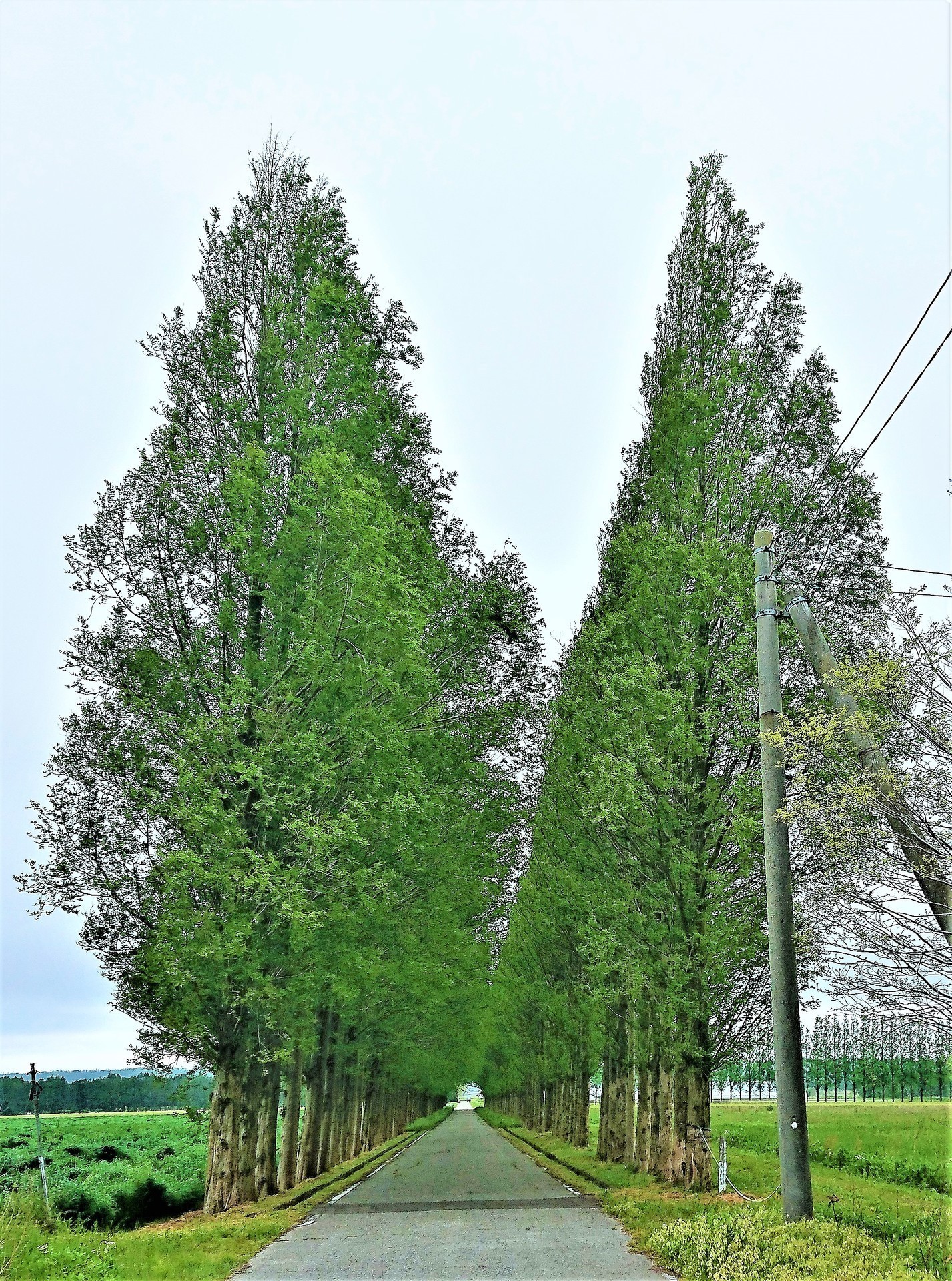 河北潟干拓地② メタセコイア並木: つとつとのブログ